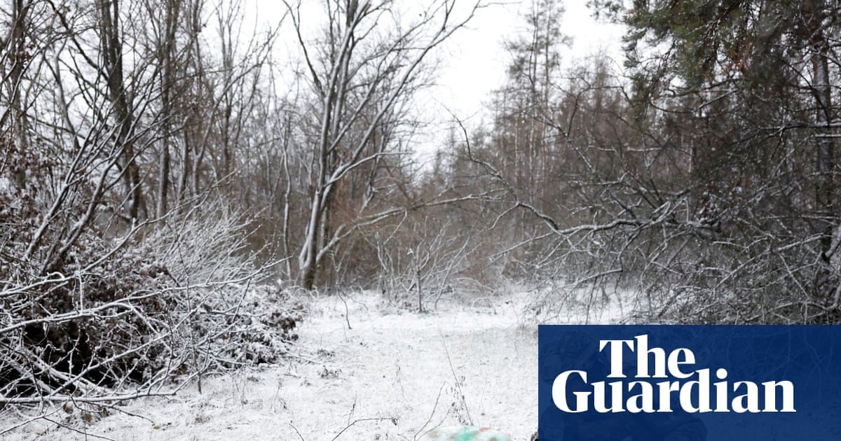 Snowy forest, illustration from The Guardian